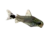Dwarf corydoras