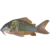 Emerald catfish Fish