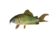 Emerald catfish