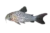 False network catfish