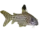 Julii corydoras