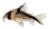Pink corydoras