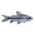 Pygmy corydoras