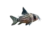 Schwartz’s catfish
