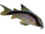 Skunk corydoras