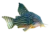 Sterba’s corydoras