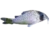 Sychr’s catfish