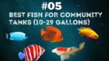 Top 5 Best Colorful Centerpiece Fish for 10-29 Gallon Community Tanks
