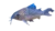 Xingu corydoras