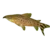 Flagtail catfish