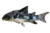 Peppered corydoras, salt and pepper catfish