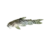 Sixray corydoras, false corydoras