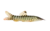 Loach catfish